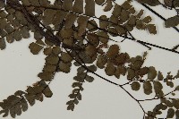 扇葉鐵線蕨藏品圖，第3張