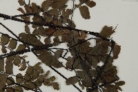 扇葉鐵線蕨藏品圖，第4張