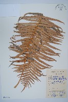 蘇鐵蕨藏品圖，第1張