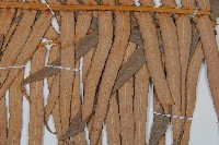 蘇鐵蕨藏品圖，第3張