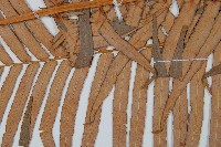 蘇鐵蕨藏品圖，第4張