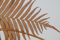 蘇鐵蕨藏品圖，第5張