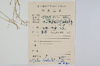 生根卷柏藏品圖，第2張