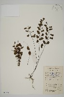 半月形鐵線蕨藏品圖，第1張