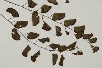 半月形鐵線蕨藏品圖，第3張