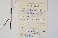 異葉鱗始蕨藏品圖，第2張