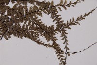 鞭葉鐵線蕨藏品圖，第2張