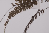 鞭葉鐵線蕨藏品圖，第3張