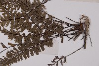 鞭葉鐵線蕨藏品圖，第4張