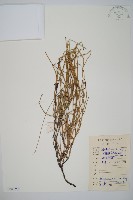 木賊藏品圖，第1張