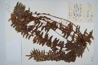 腎蕨藏品圖，第1張