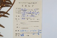 腎蕨藏品圖，第2張