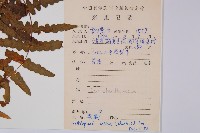 栗蕨藏品圖，第2張