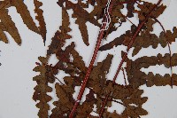 栗蕨藏品圖，第4張