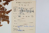 小葉海金沙藏品圖，第2張