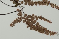 扇葉鐵線蕨藏品圖，第3張