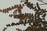 扇葉鐵線蕨藏品圖，第4張