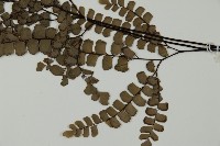 扇葉鐵線蕨藏品圖，第5張