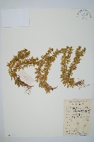 千層塔藏品圖，第1張