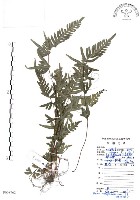 半邊羽裂鳳尾蕨藏品圖，第1張