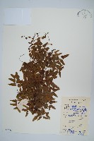 小葉海金沙藏品圖，第1張