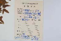 小葉海金沙藏品圖，第2張
