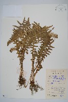 翅軸假金星蕨、短柄卵果蕨藏品圖，第1張