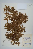 小葉海金沙藏品圖，第1張