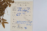 小葉海金沙藏品圖，第2張