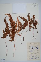 圓蓋陰石蕨藏品圖，第1張