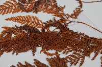 圓蓋陰石蕨藏品圖，第3張