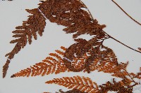 圓蓋陰石蕨藏品圖，第4張