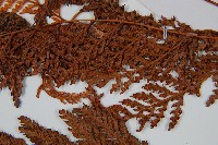 圓蓋陰石蕨藏品圖，第5張