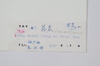 蕗蕨藏品圖，第2張