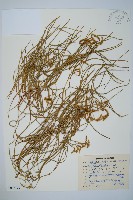 藤石松藏品圖，第1張