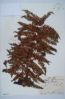 大葉黑桫欏藏品圖，第1張