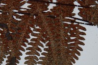 大葉黑桫欏藏品圖，第6張