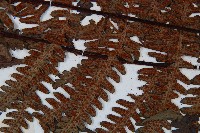 大葉黑桫欏藏品圖，第7張