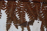 大葉黑桫欏藏品圖，第8張