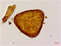 大葉黑桫欏藏品圖，第2張