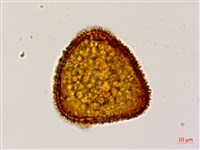 大葉黑桫欏藏品圖，第3張