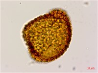 大葉黑桫欏藏品圖，第4張