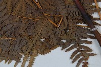 蕨藏品圖，第3張