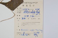 單葉新月蕨藏品圖，第2張