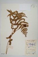 小毛蕨藏品圖，第1張