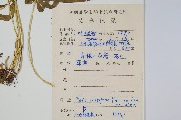 鳳尾蕨藏品圖，第2張