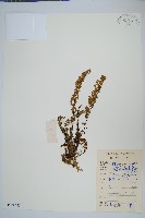 細葉碎米蕨藏品圖，第1張