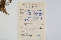 細葉碎米蕨藏品圖，第2張