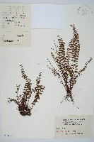 鐵角蕨藏品圖，第1張