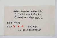 鐵角蕨藏品圖，第2張